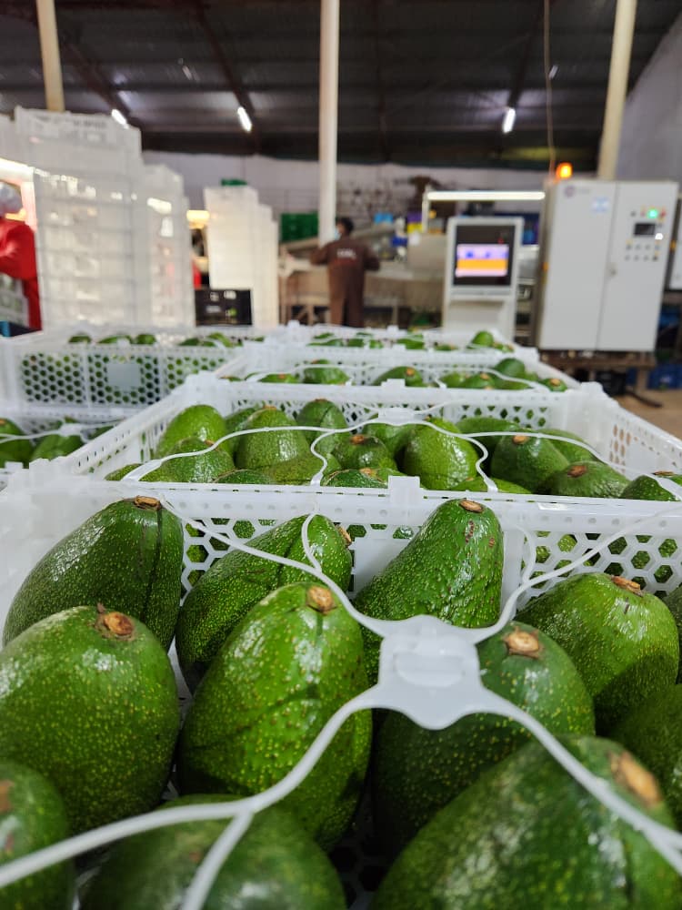 Aslan Foods Export Services