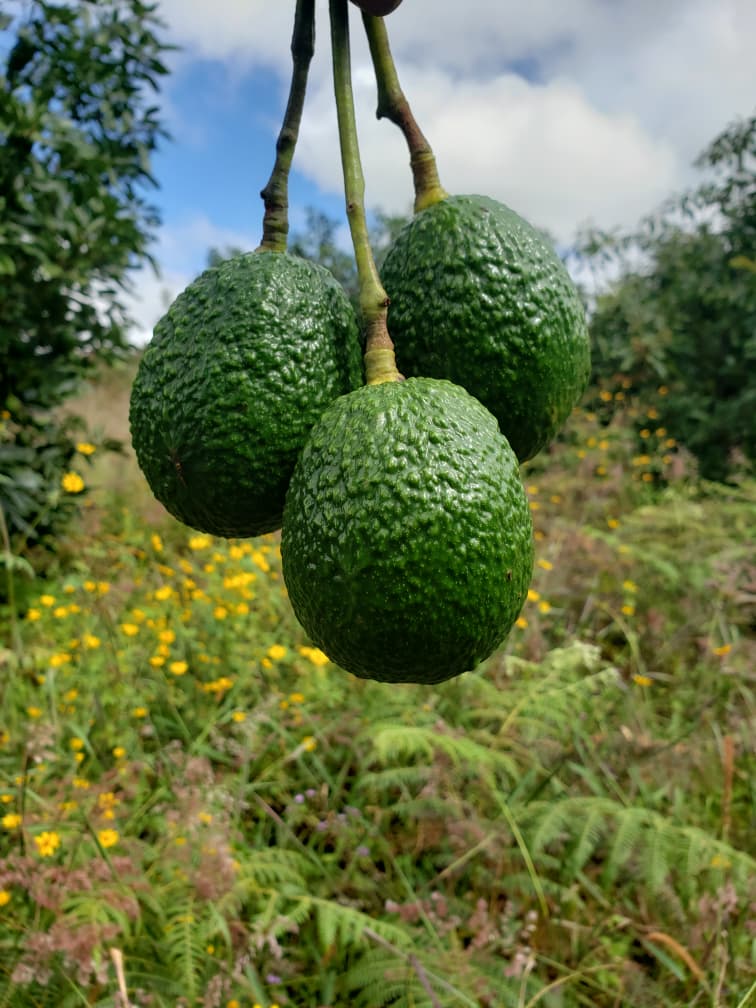 Aslan Foods Premium Cultivation Farm