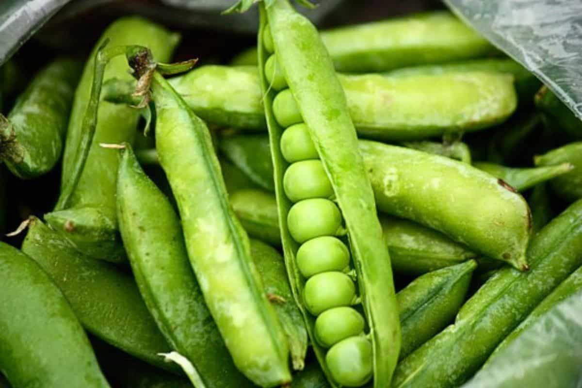 Fresh Peas - Snow Peas & Garden Peas